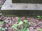 image of grave number 443612